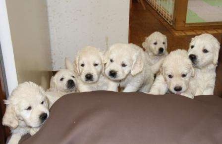 当犬舎の産出犬”マグゴル”1期生・2期生