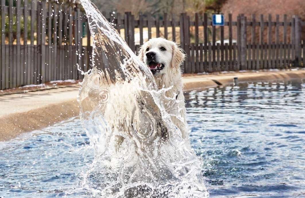 お迎え後のマグゴルたち