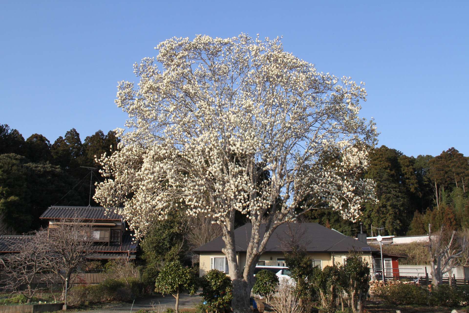 犬舎のシンボルツリー ハクモクレン(英語名:Magnolia)